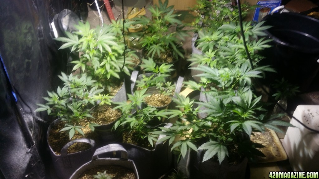 Crazy Growdome veg