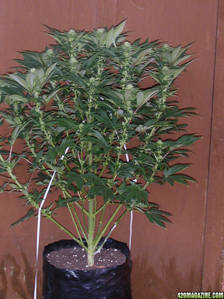 Cream caramel Day 22 Flower