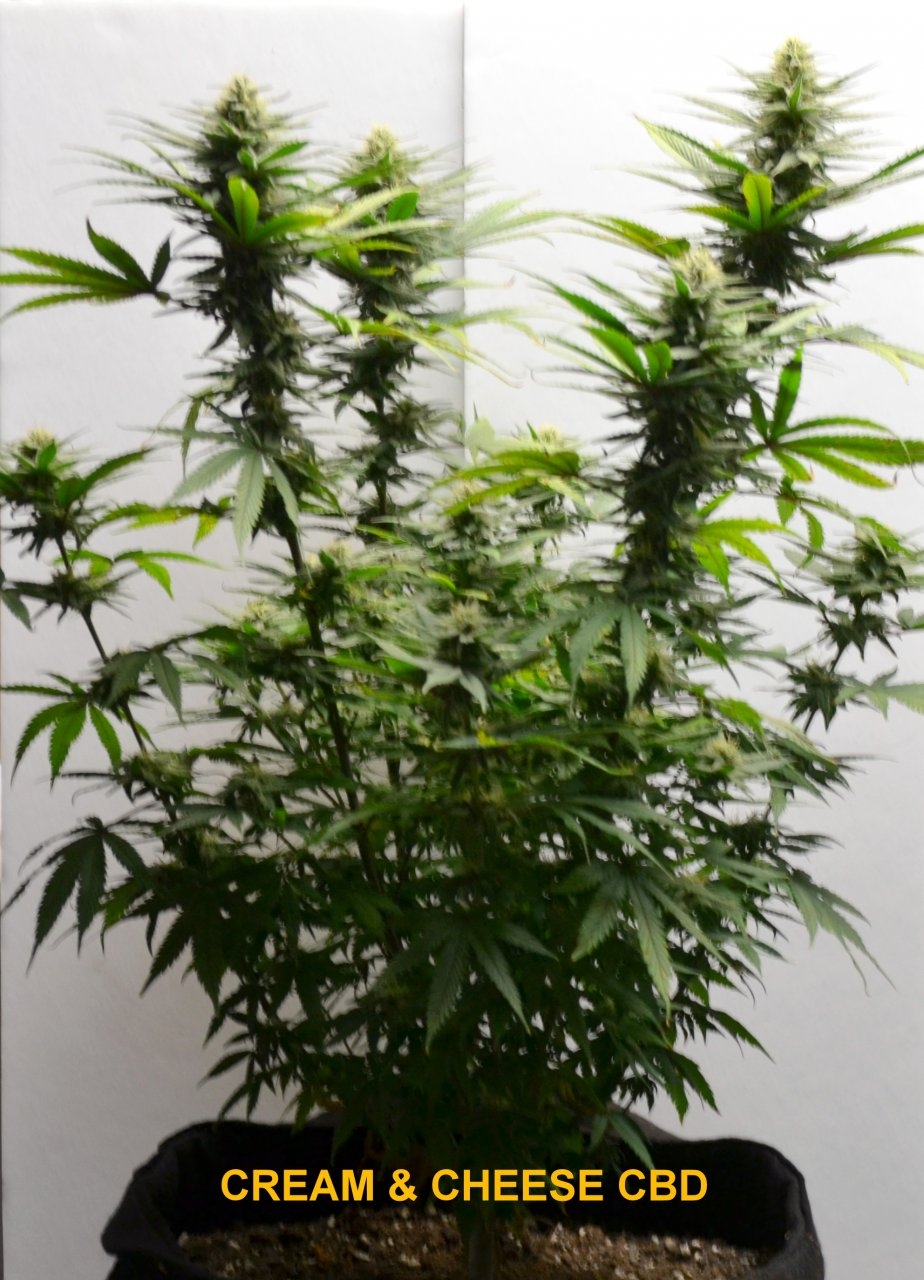 Cream & Cheese CBD Week12 Flower5.JPG