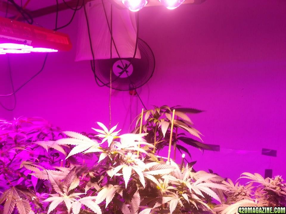 CREAM LED GROWLIGHTS