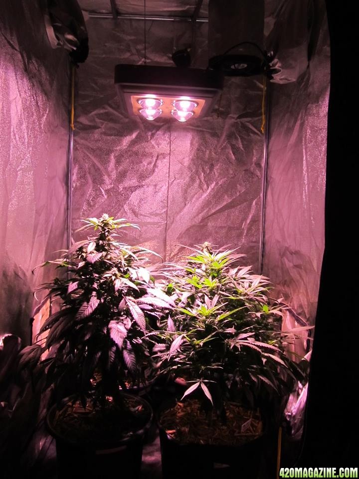 CREAM LED GROWLIGHTS