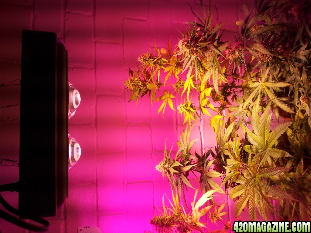 CREAM LED GROWLIGHTS