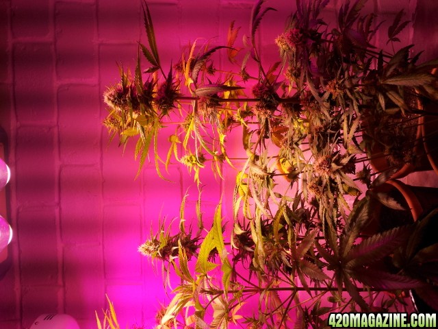 CREAM LED GROWLIGHTS