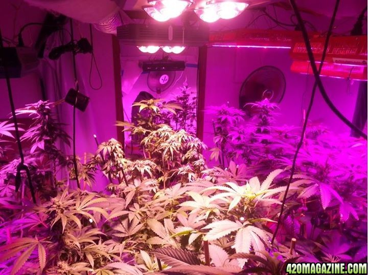 CREAM LED GROWLIGHTS