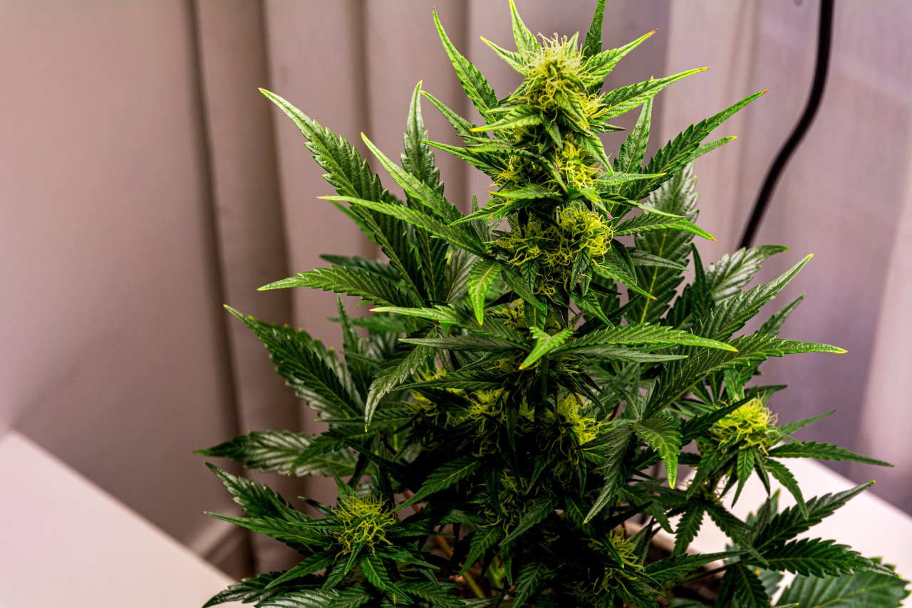 Cream Mandarin auto by Satdica Bulk Seeds from Freedom Of Seeds