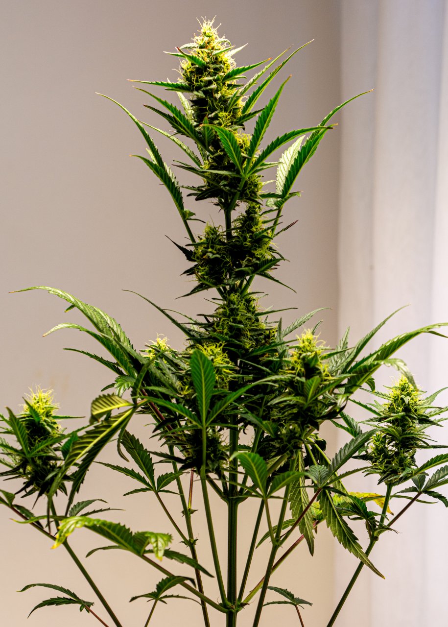 Cream Mandarin auto by Satdica Bulk Seeds from Freedom Of Seeds