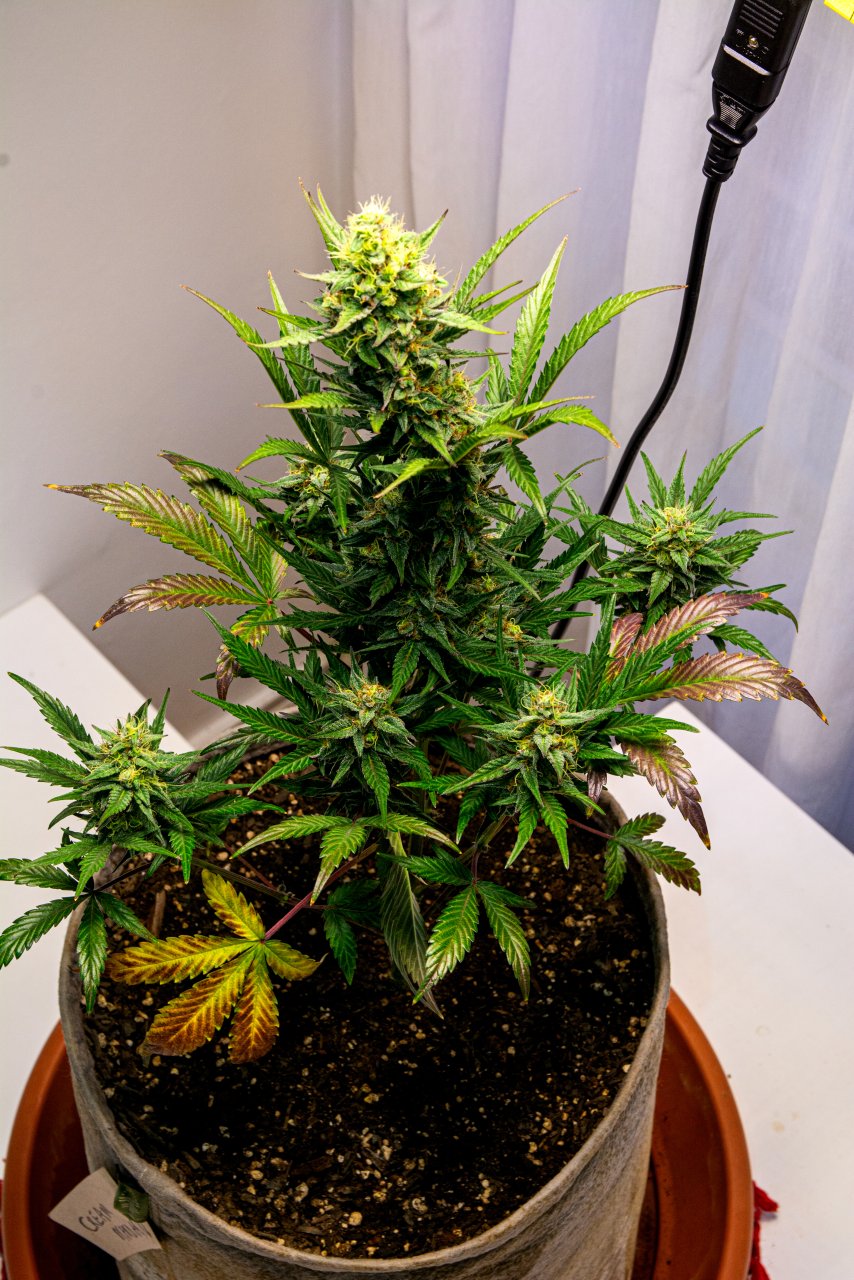 Cream Mandarin auto by Satdica Bulk Seeds from Freedom Of Seeds