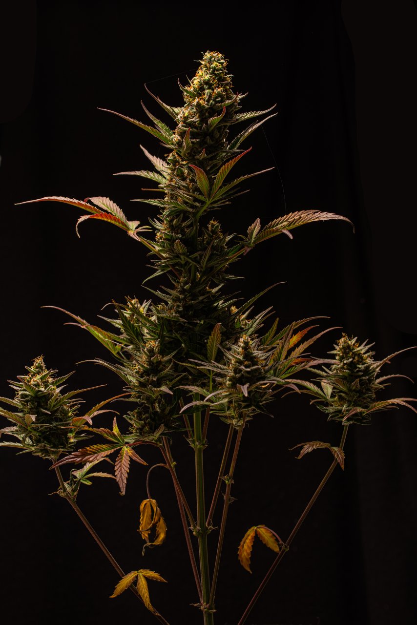 Cream Mandarin auto by Satdica Bulk Seeds from Freedom Of Seeds