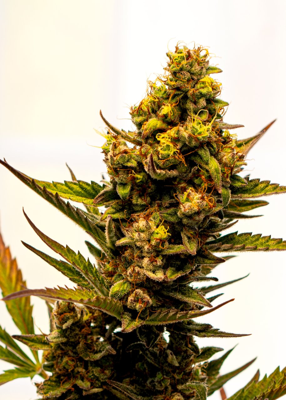 Cream Mandarin auto by Satdica Bulk Seeds from Freedom Of Seeds