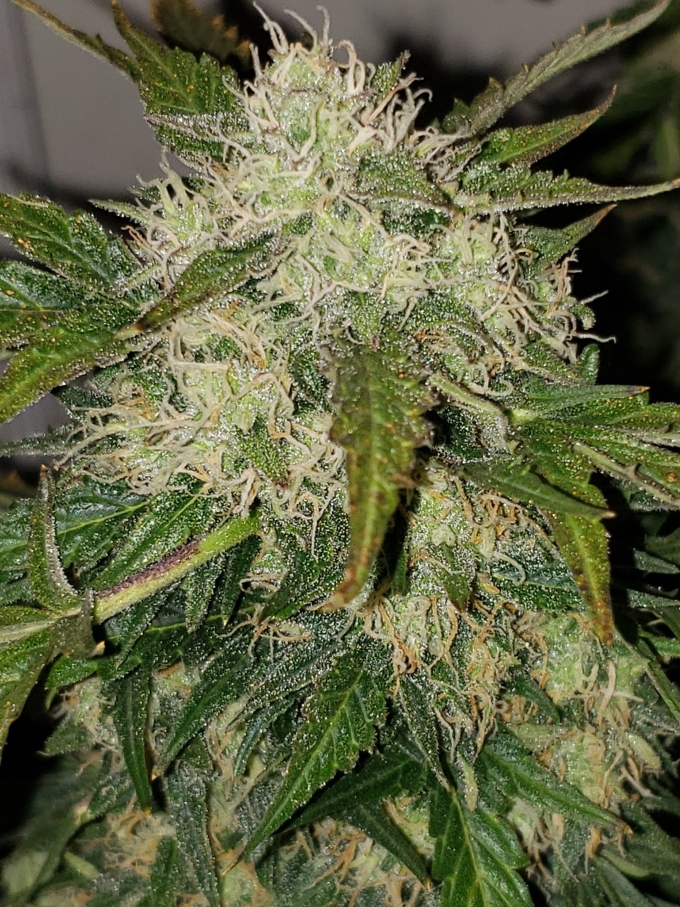 Cream Mandarin XL auto