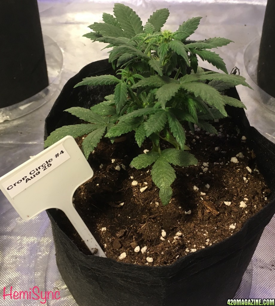 Cream of the Crop Crop Circle Auto perpetual grow