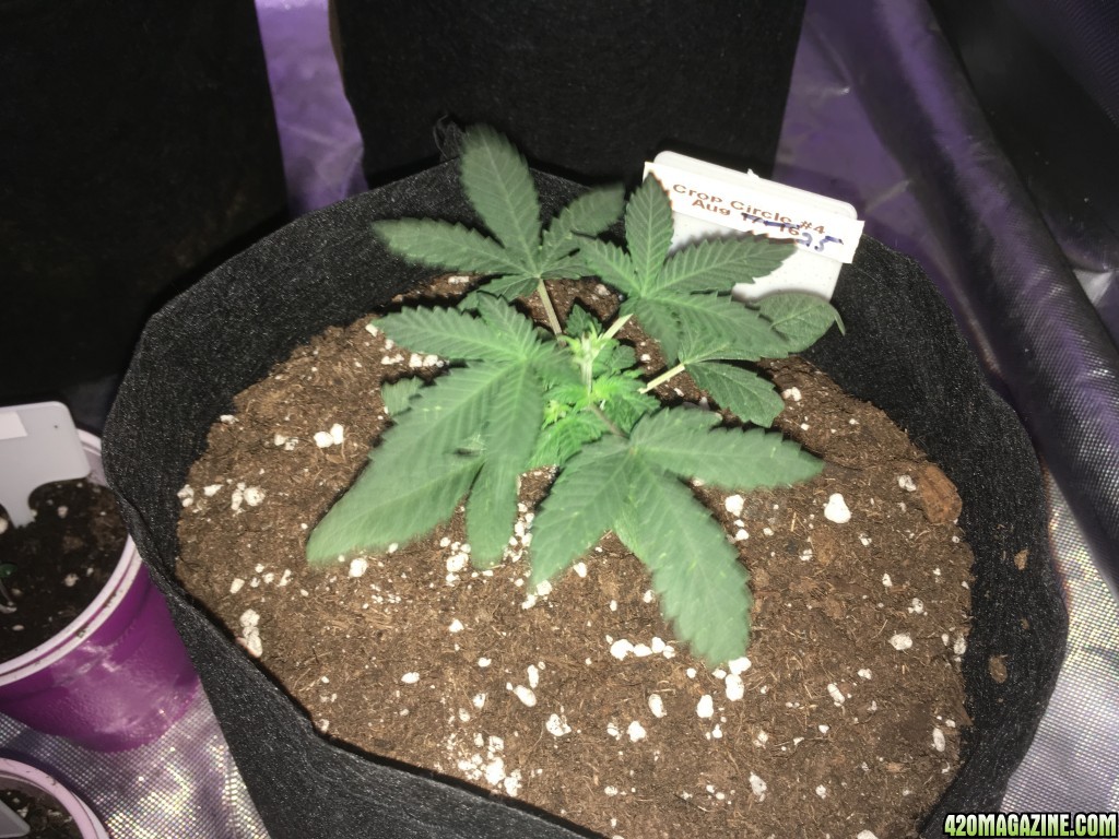 Cream of the Crop &quot;Crop Circle Auto&quot; perpetual grow