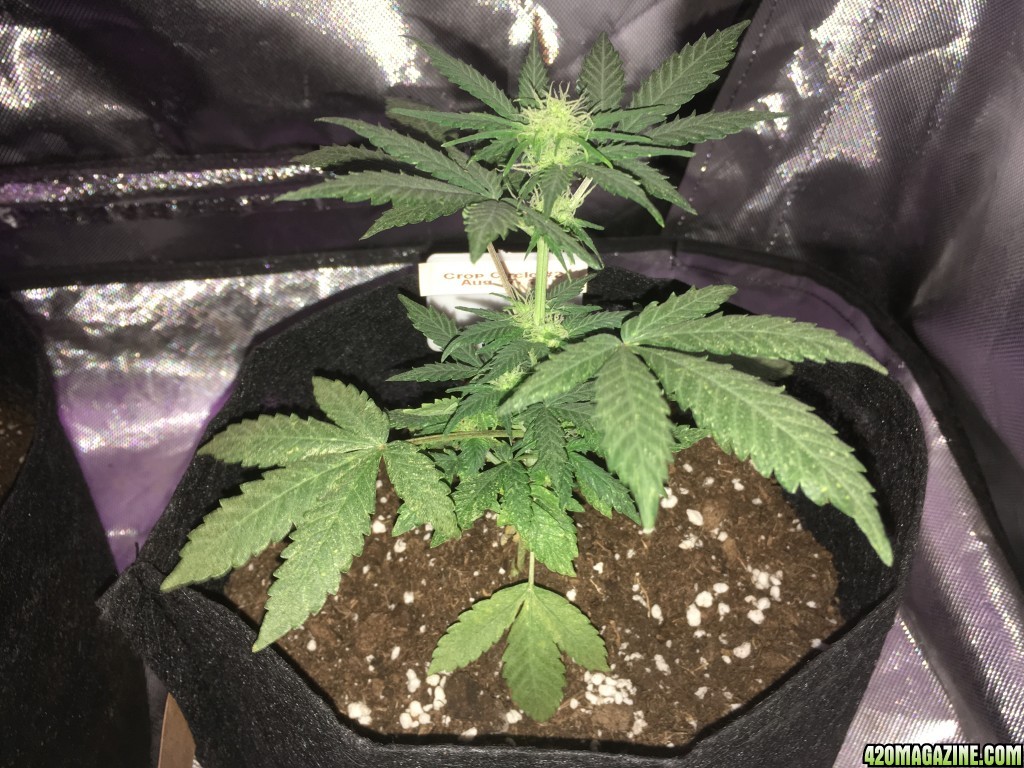 Cream of the Crop &quot;Crop Circle Auto&quot; perpetual grow