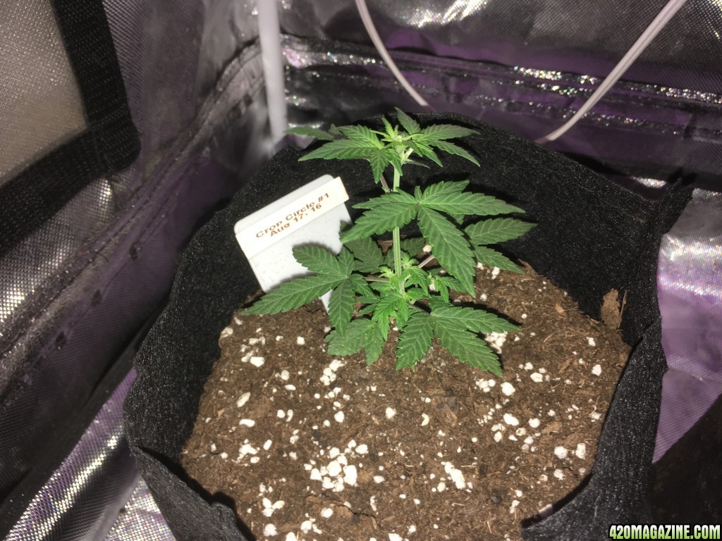 Cream of the Crop &quot;Crop Circle Auto&quot; perpetual grow