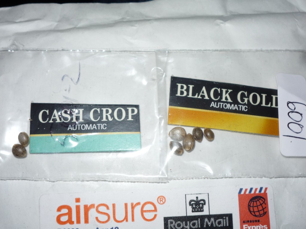 Cream of the Crop seeds-2 strains-Black Gold Auto&amp;Cash Crop Auto DWC