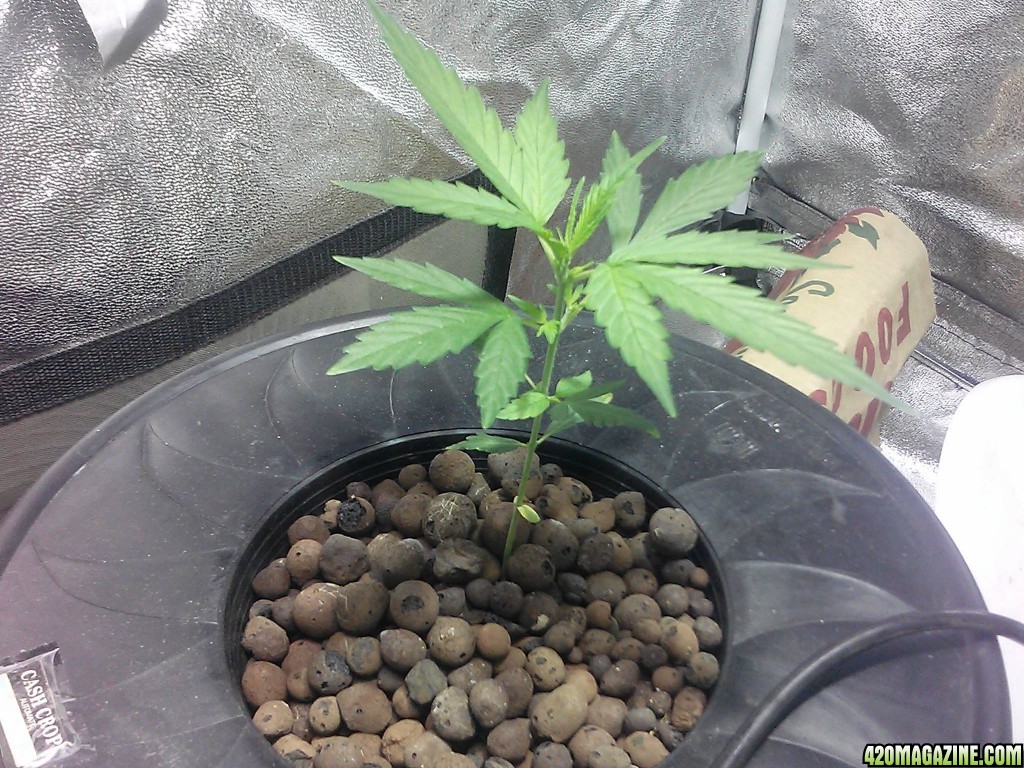 Cream of the Crop seeds-2 strains-Black Gold Auto&amp;Cash Crop Auto DWC