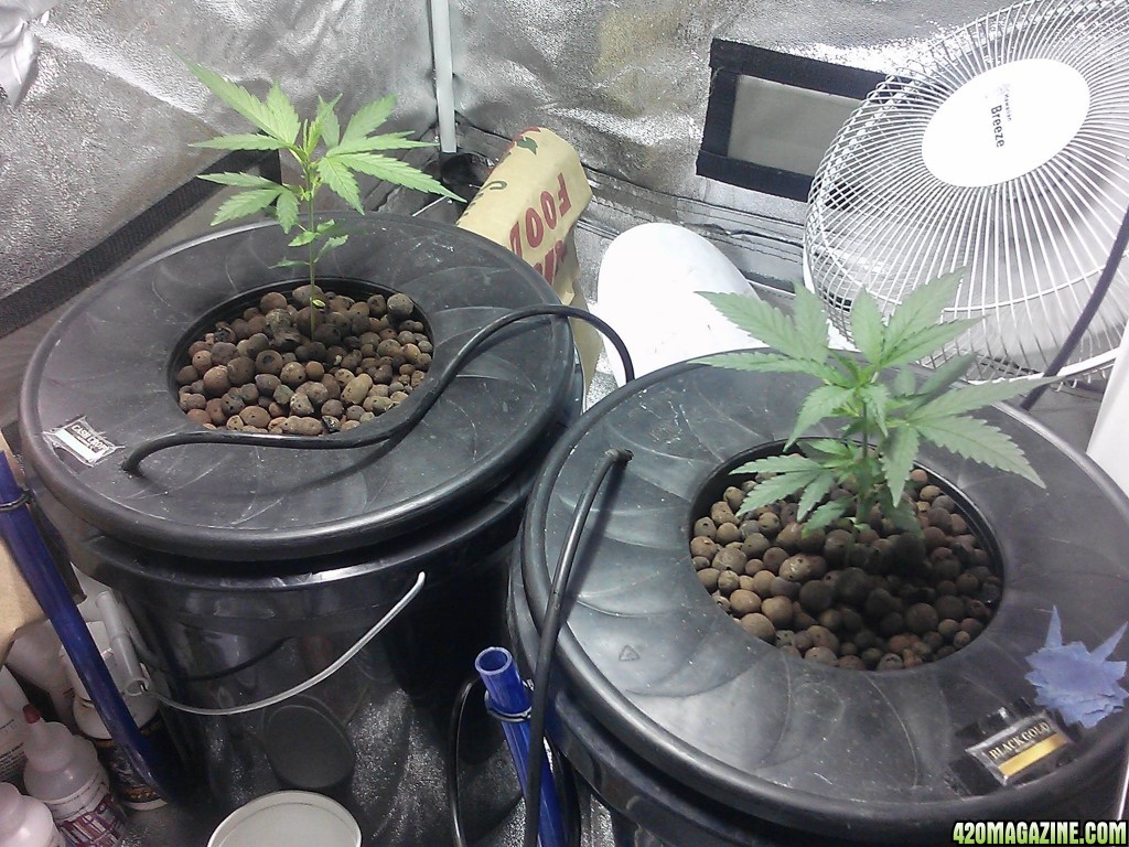 Cream of the Crop seeds-2 strains-Black Gold Auto&amp;Cash Crop Auto DWC