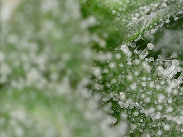 Cresc cl trichs 7-1-23 F66 (1).jpg