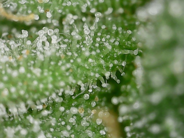 Cresc cl trichs 7-1-23 F66 (3).jpg