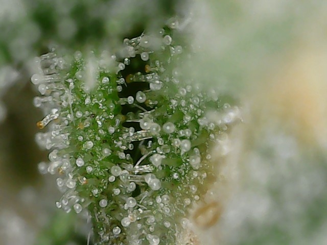 Cresc cl trichs 7-1-23 F66 (4).jpg