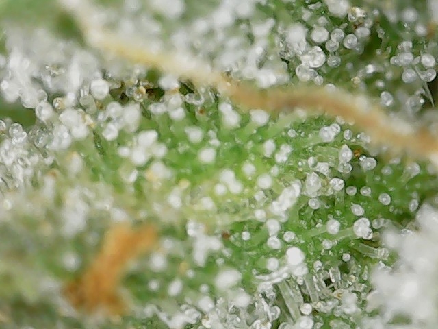 Crescendo trich 5-10-23 F83 (1).jpg