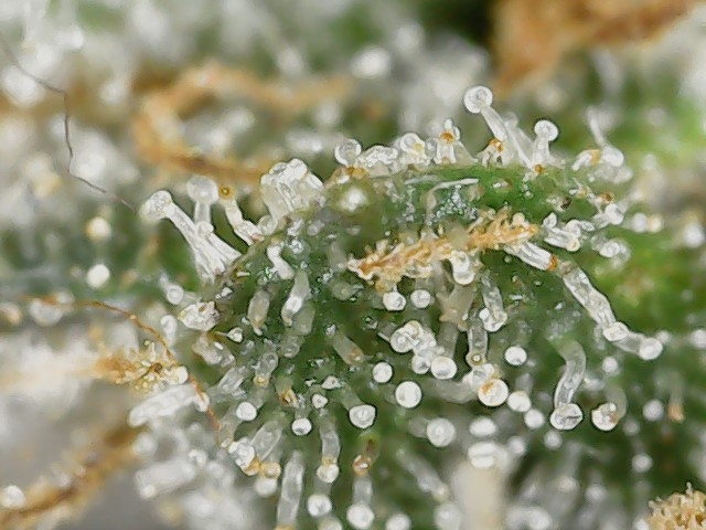 Crescendo trich 5-15-23 F87 (1).jpg