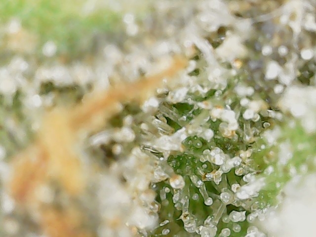 Crescendo trich 5-15-23 F87 (4).jpg