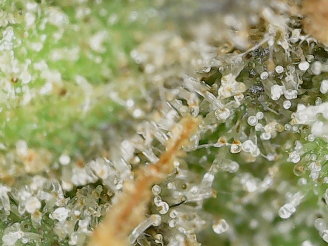 Crescendo trich 5-15-23 F87 (5).jpg