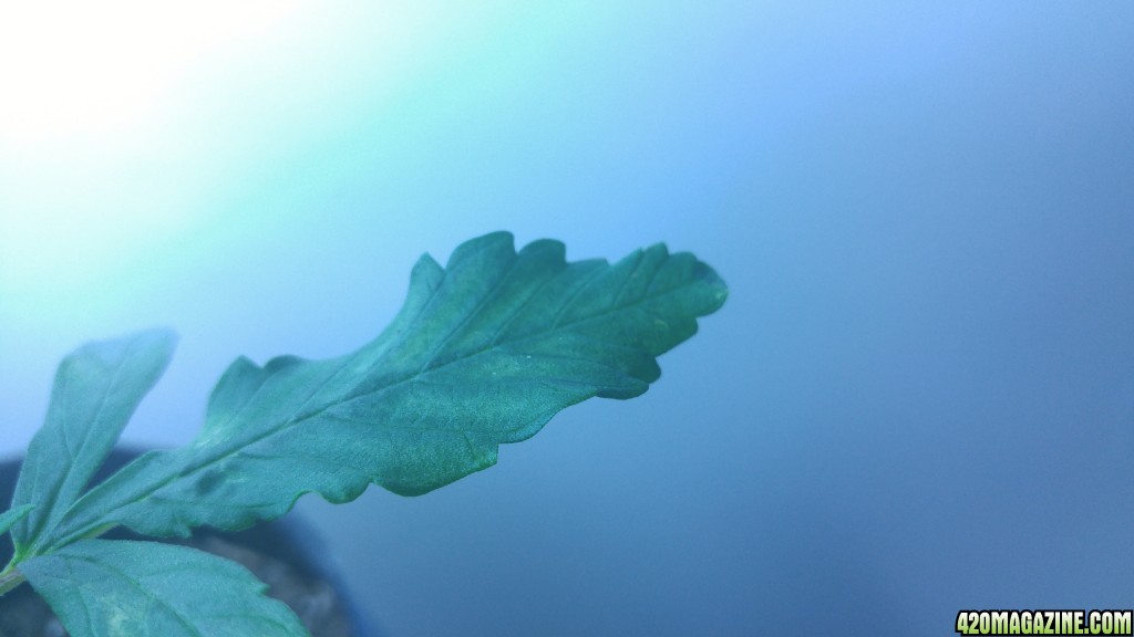 crispy twisted leaves