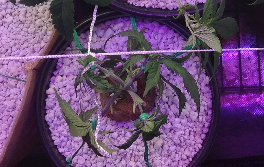 crit day 35 from seed.jpg