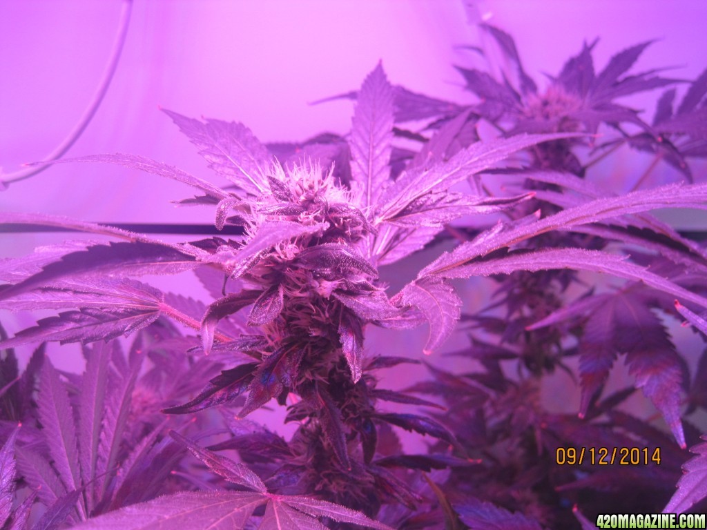 Critical at Harvest &amp; OG Kush day 33 of flower