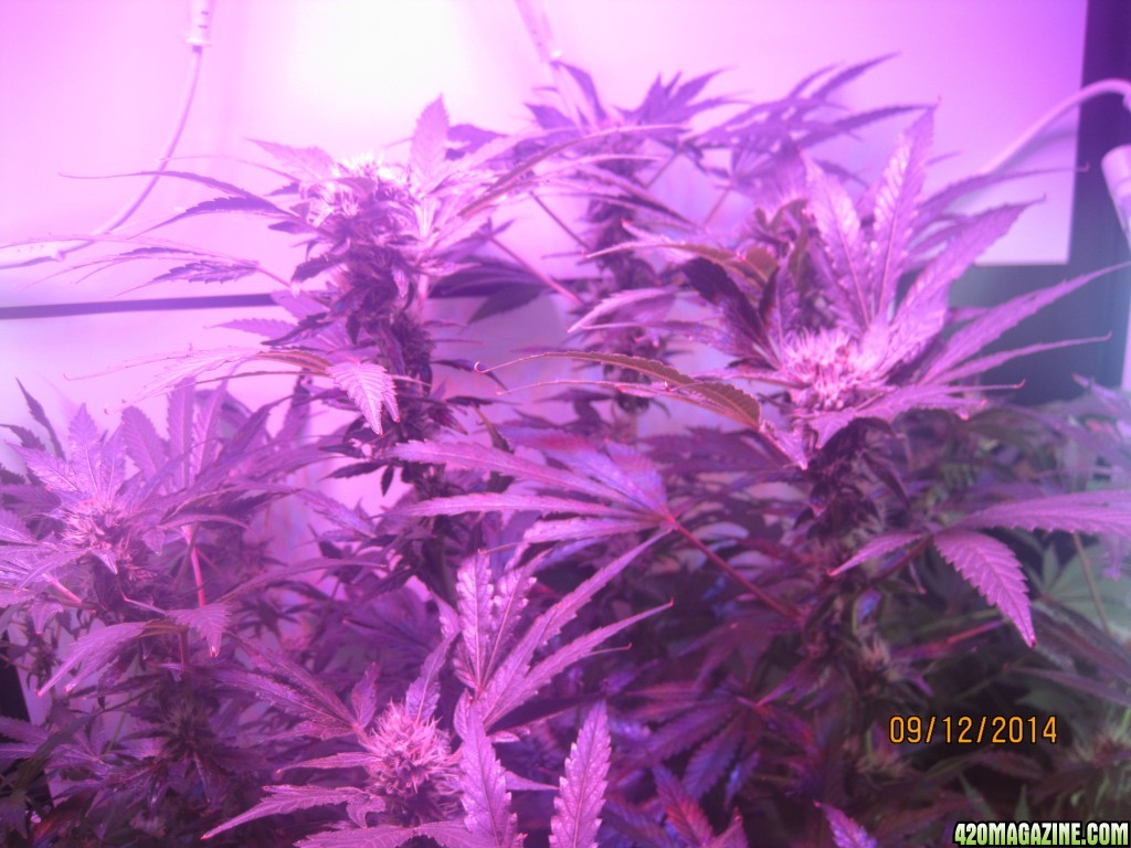 Critical at Harvest &amp; OG Kush day 33 of flower