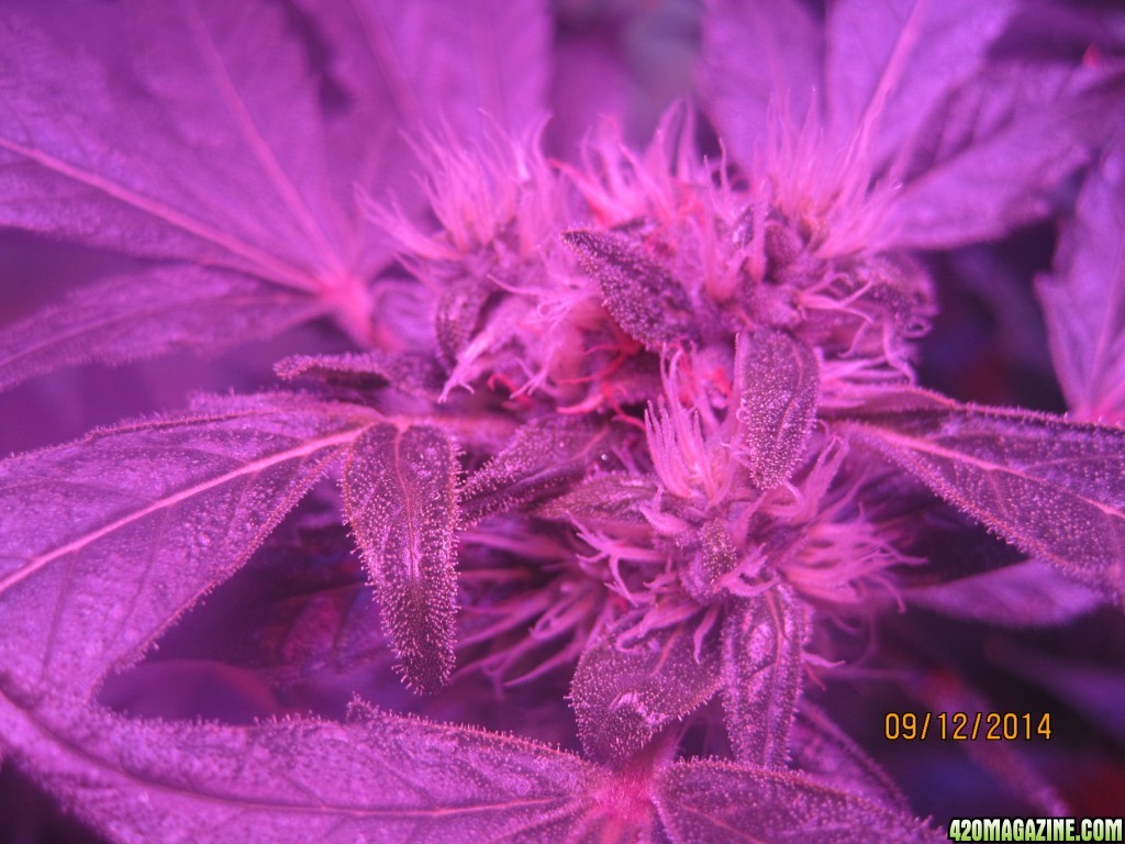 Critical at Harvest &amp; OG Kush day 33 of flower