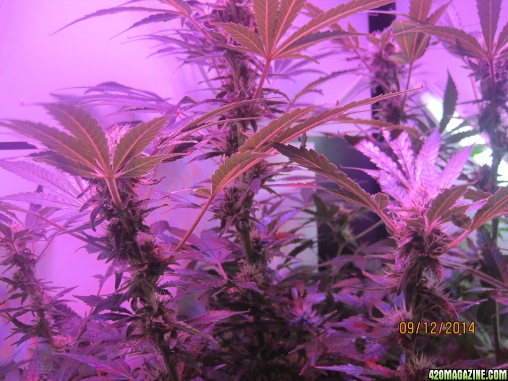 Critical at Harvest &amp; OG Kush day 33 of flower