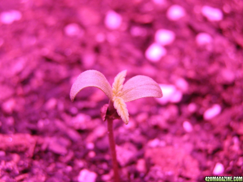 Critical + (auto) Day 6