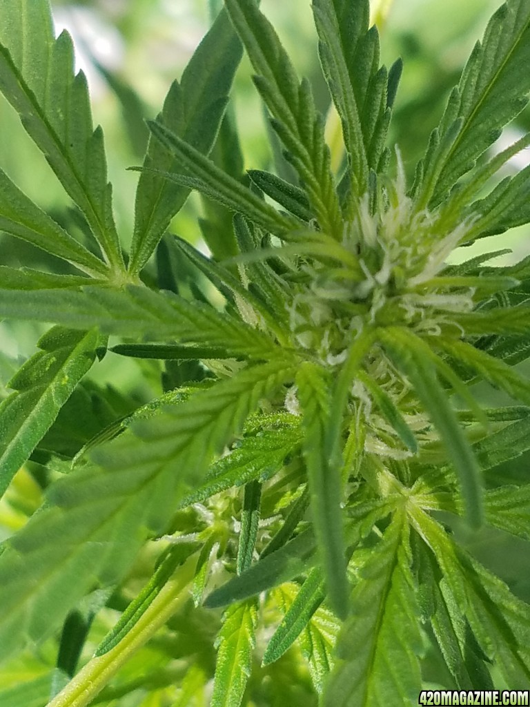 Critical auto