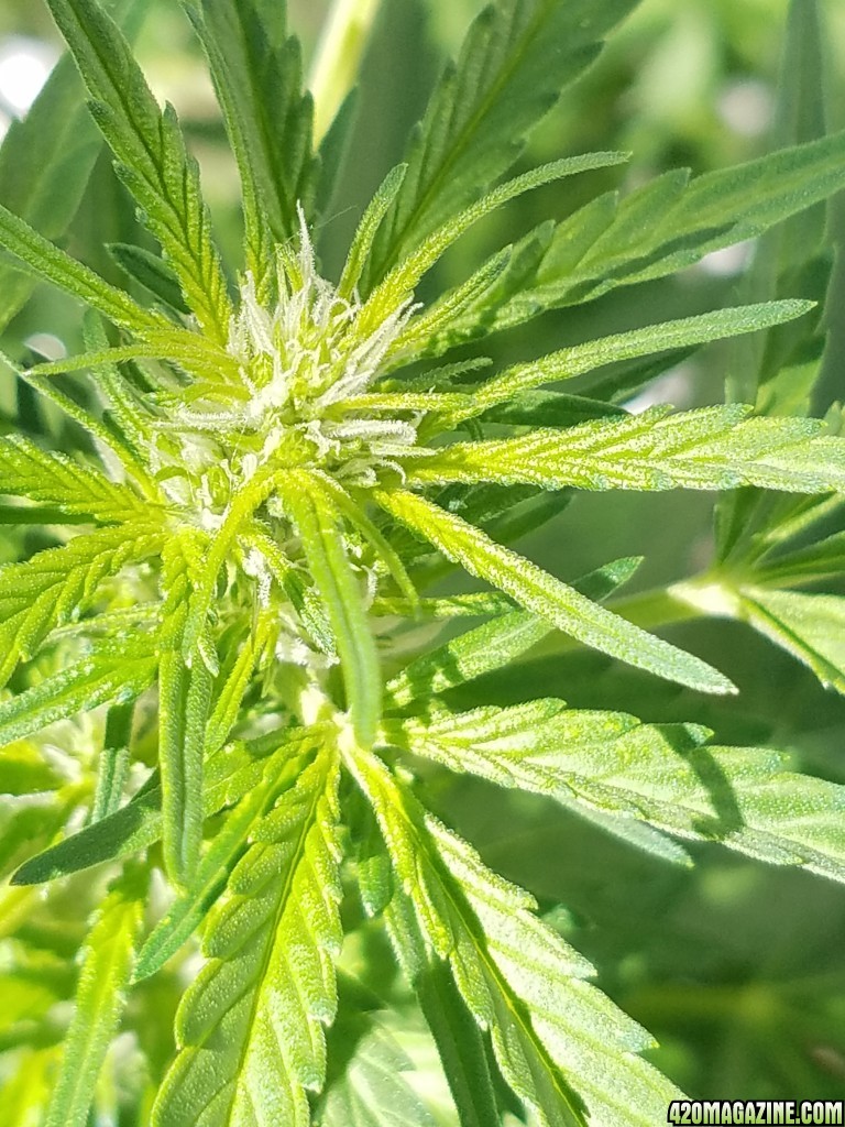 Critical auto