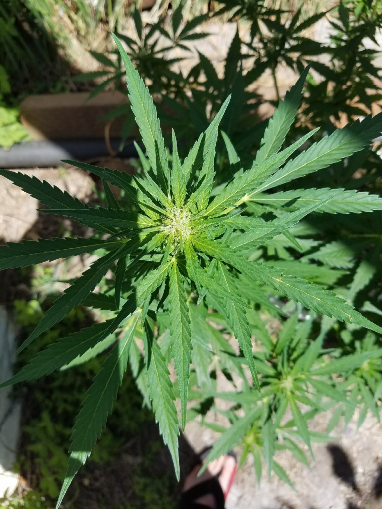 Critical Auto