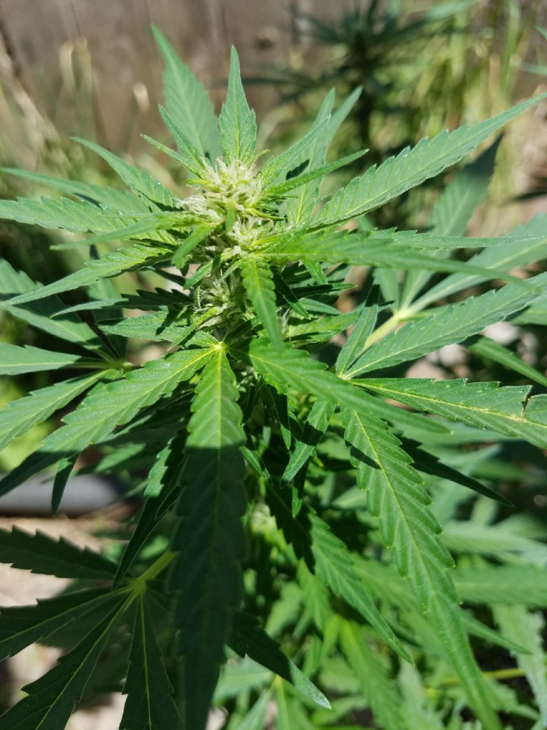 Critical Auto