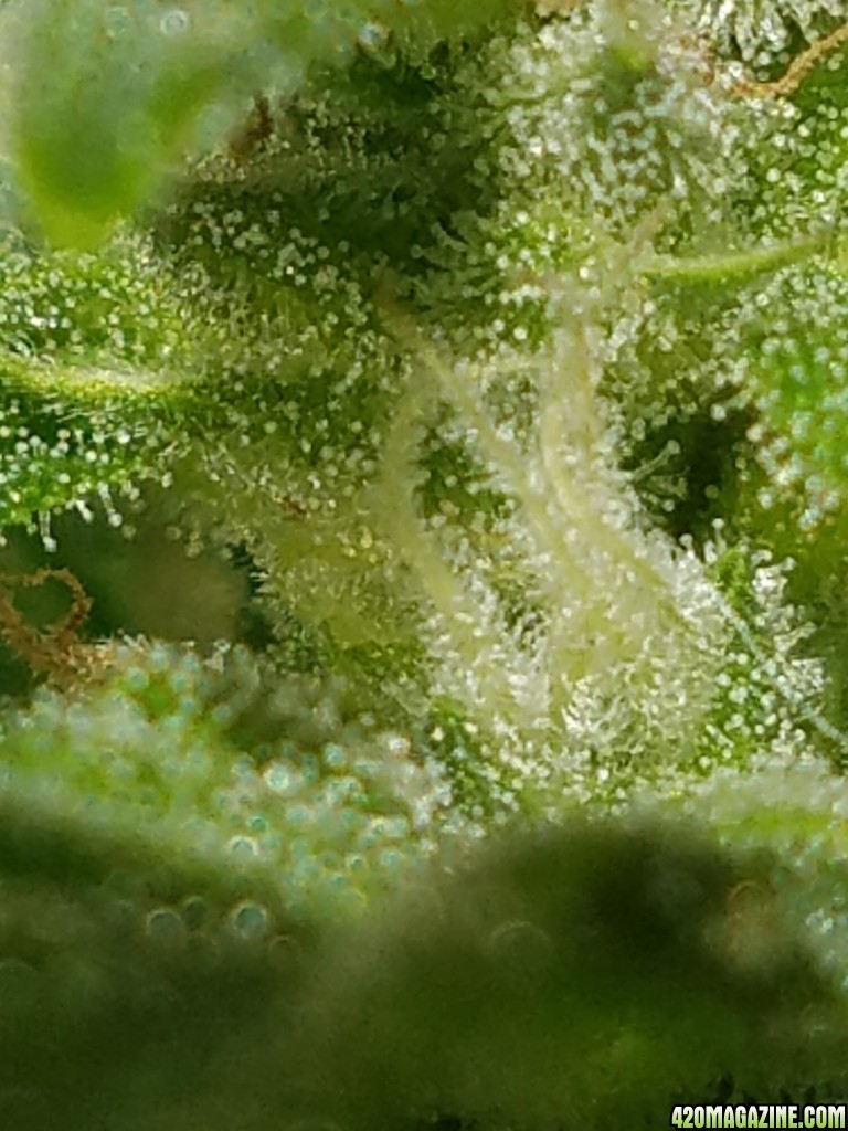 Critical auto