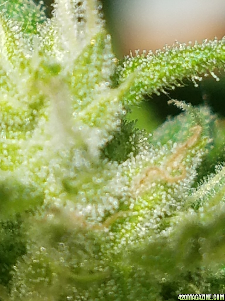 Critical auto