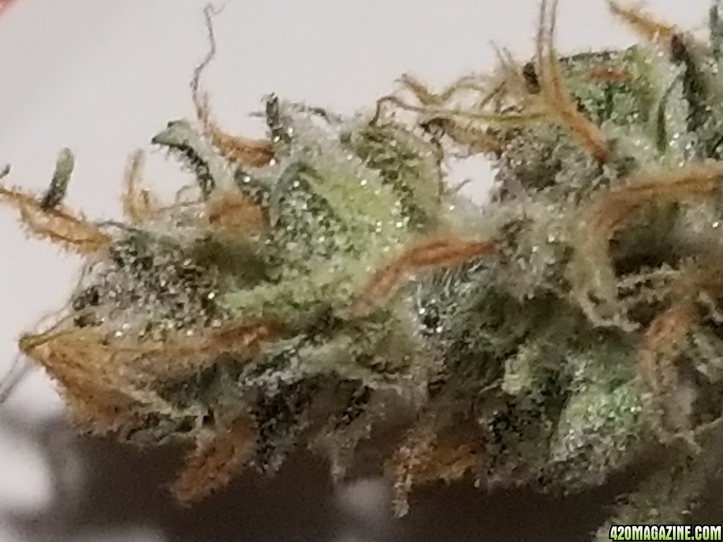 Critical auto