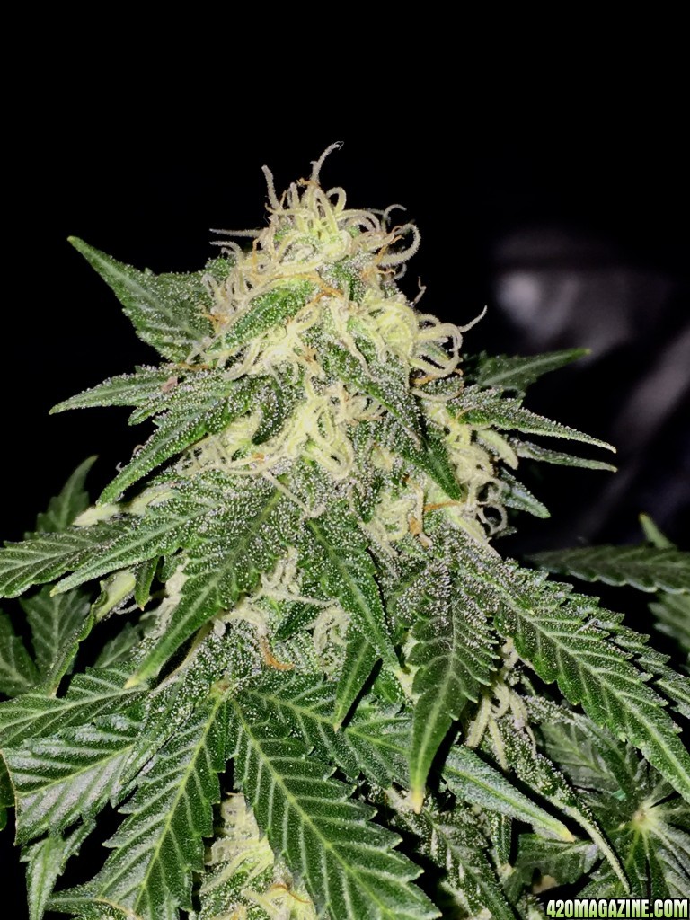 critical autoflower