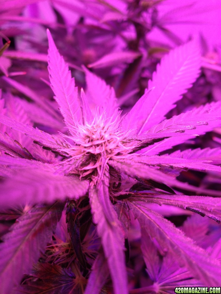 Critical day 22 of flower and some vegging plants