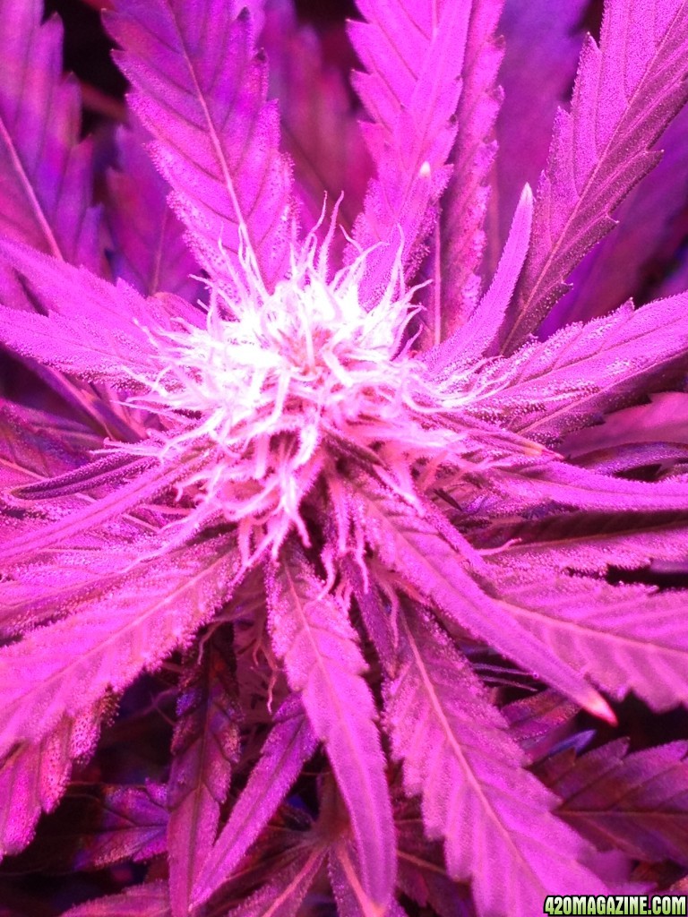 Critical day 22 of flower and some vegging plants