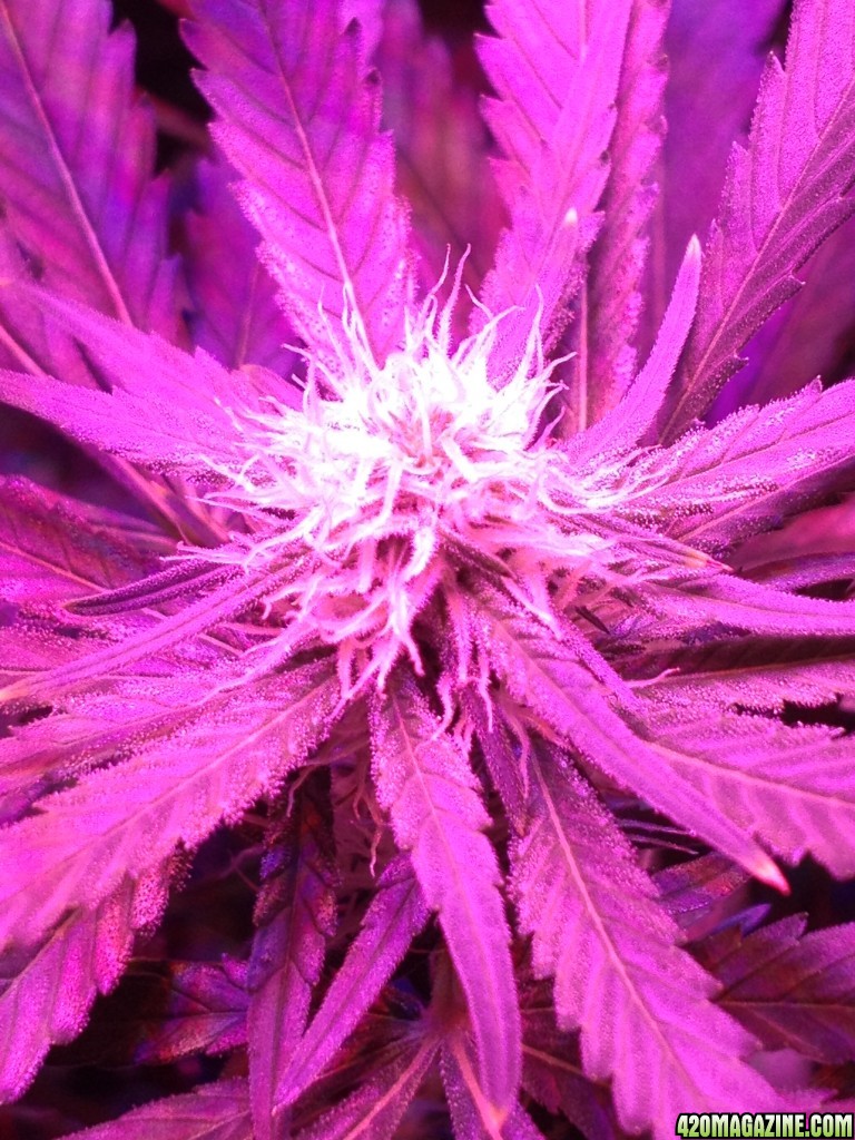 Critical day 22 of flower and some vegging plants