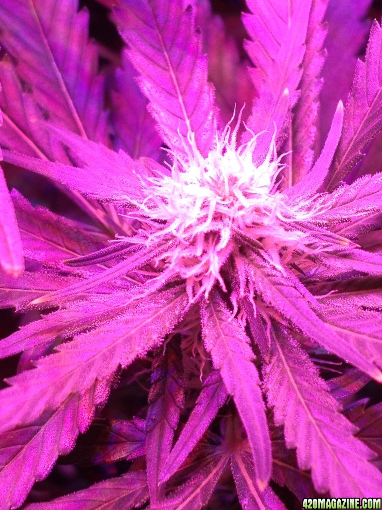 Critical day 22 of flower and some vegging plants