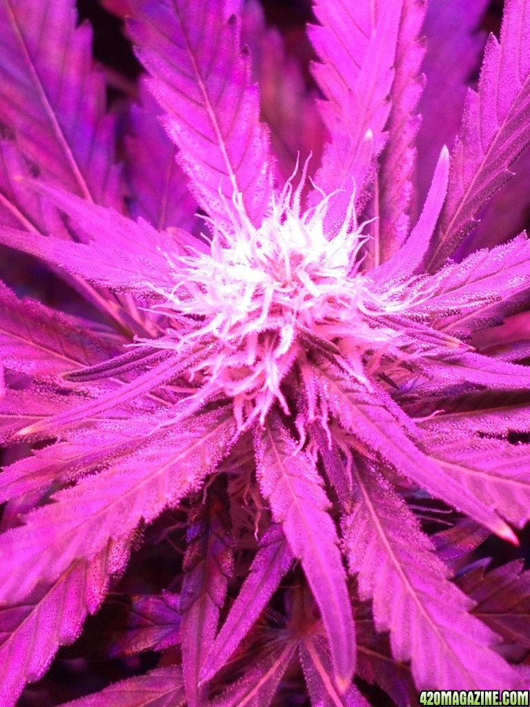 Critical day 22 of flower and some vegging plants