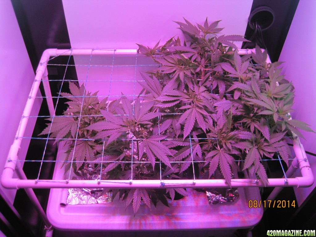 Critical day 36 of flower and OG Kush &amp; Critical day 7 of flower