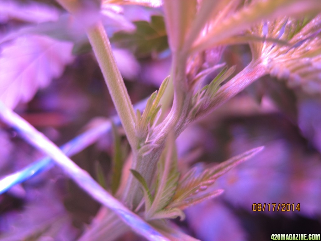 Critical day 36 of flower and OG Kush &amp; Critical day 7 of flower